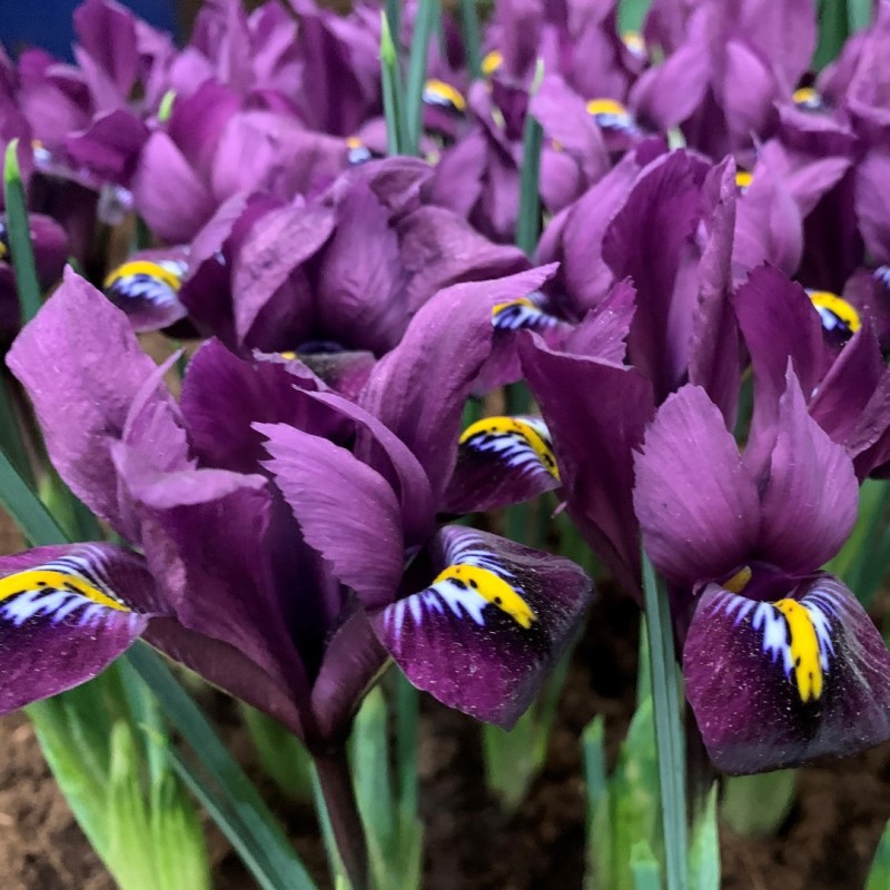 Iris reticulata 'Purple Hill' Iris reticulata 'Purple Hill'