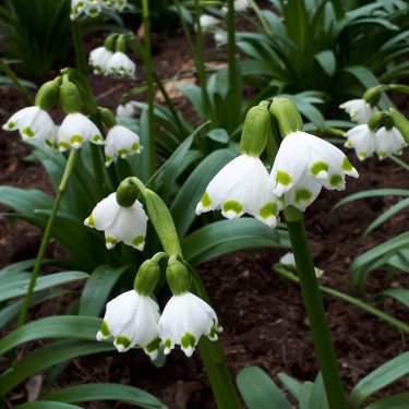Leucojum vernum var. vagneri