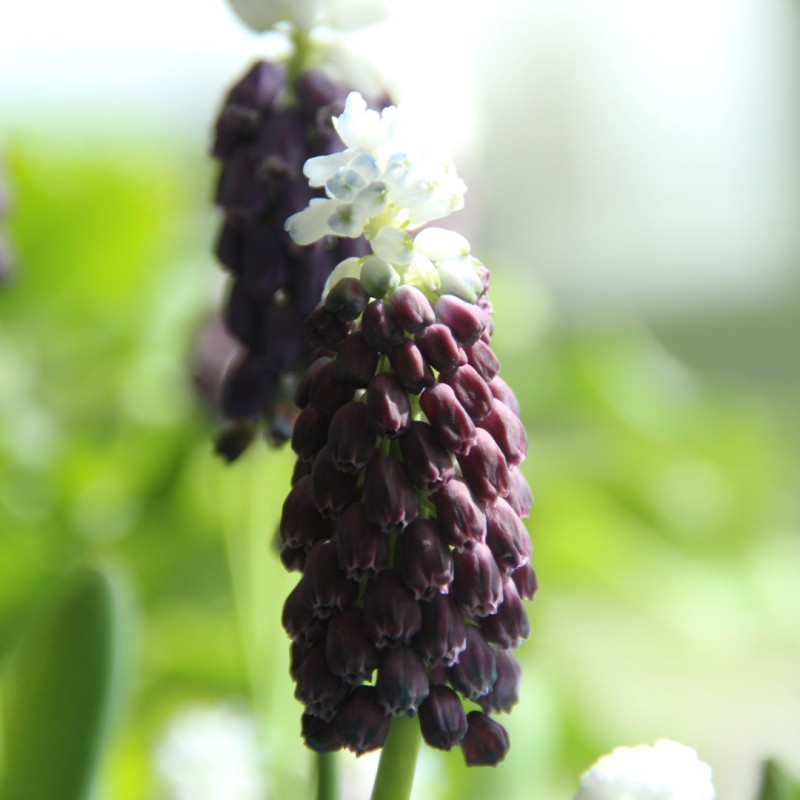 Muscari latifolium 'Grape Ice'