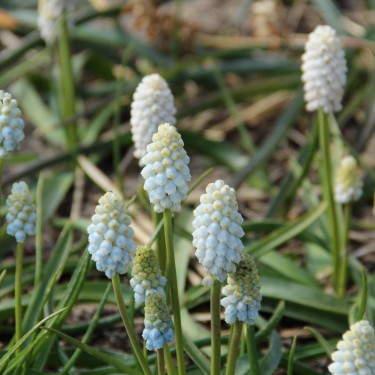 Muscari 'White Pearl'