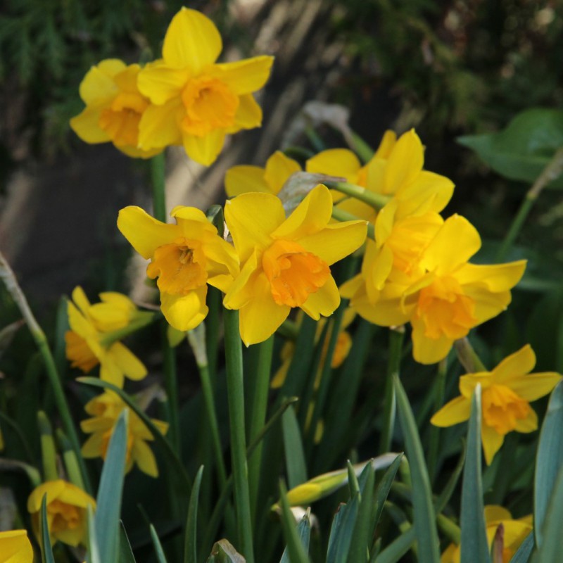 Narcis (Narcissus) | Bekijk De Kleurrijke Narcissen | Nijssentuin.Nl
