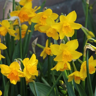 Narcissus 'Anfield'