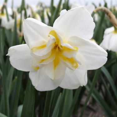 Narcissus 'Lemon Beauty'
