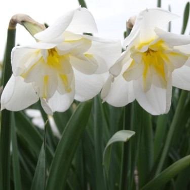 Narcissus 'Lemon Beauty'