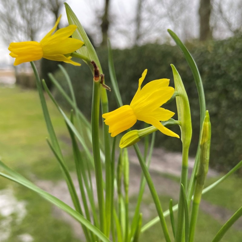 Narcissus 'Little Emma'