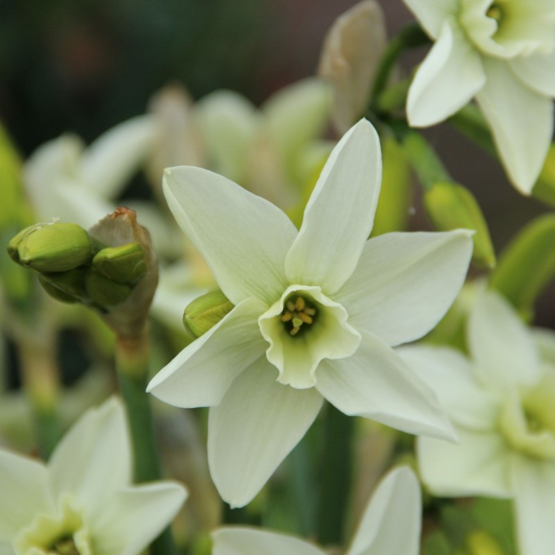 Narcissus 'Polar Hunter'