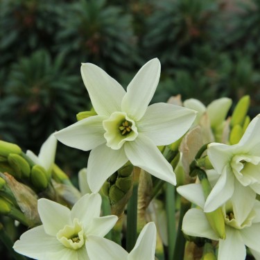 Narcissus 'Polar Hunter'