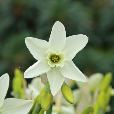 Narcissus 'Polar Hunter'