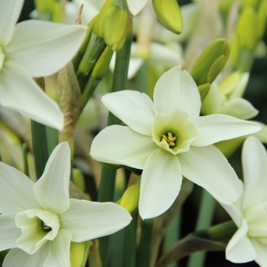 Narcissus 'Polar Hunter'