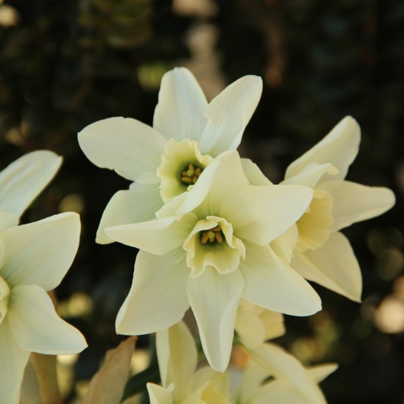 Narcissus 'Polar Hunter'