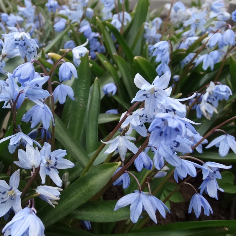 Scilla melaina