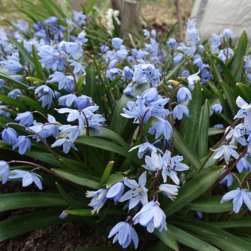 Scilla melaina