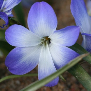 Tecophilaea cyanocrocus 'Storm Cloud'