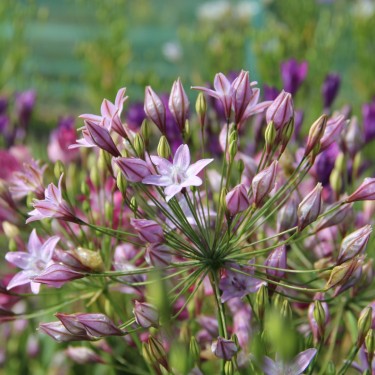 Triteleia 'Pink Heaven'