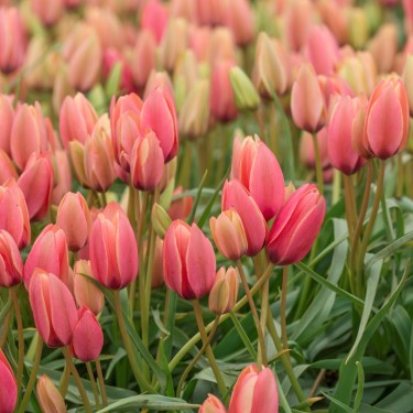 Tulipa clusiana 'Annika'
