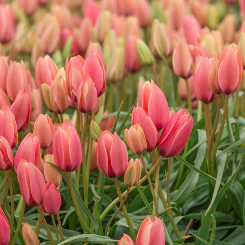 Tulipa clusiana 'Annika'