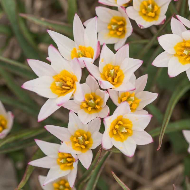 Tulipa cretica 'Hilde'