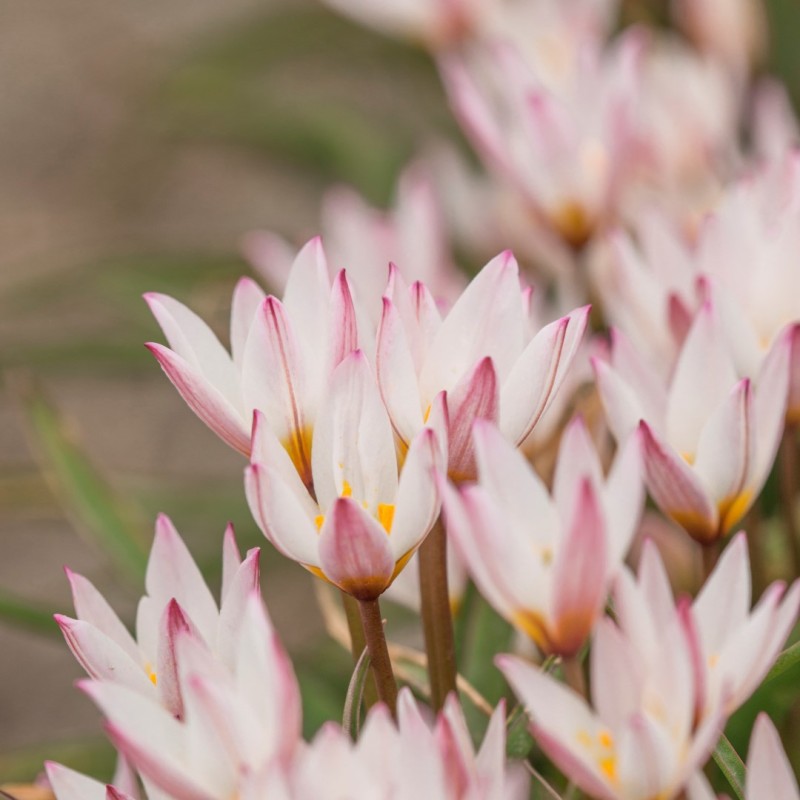 Tulipa cretica 'Hilde'