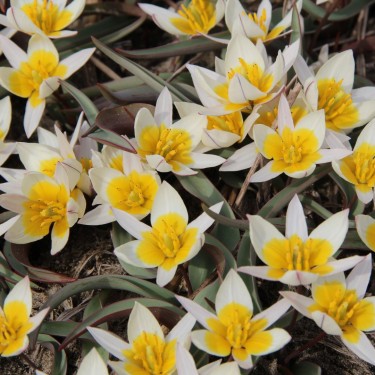 Tulipa subbiflora