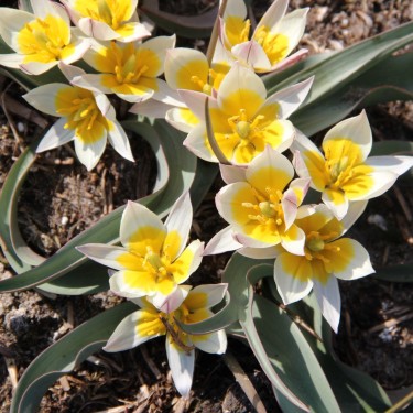 Tulipa subbiflora