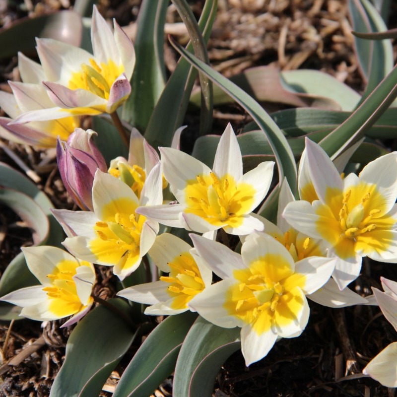 Tulipa subbiflora