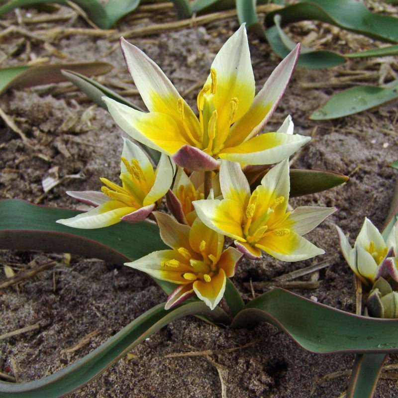 Tulipa orthopoda