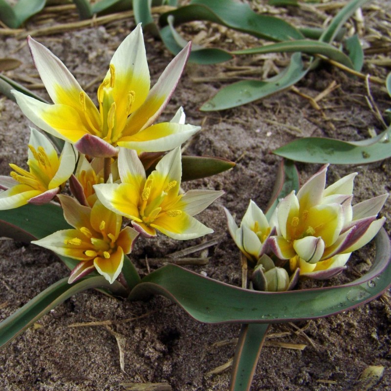 Tulipa orthopoda