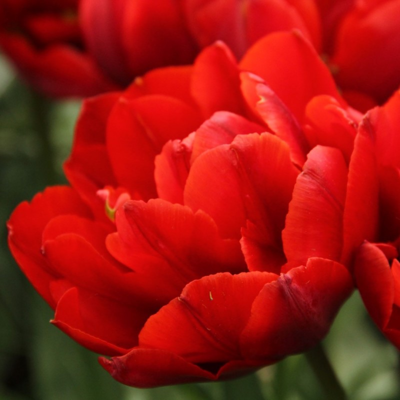 Tulipa 'Red Princess'