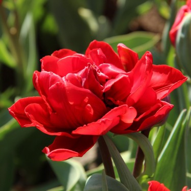 Tulipa 'Red Princess'
