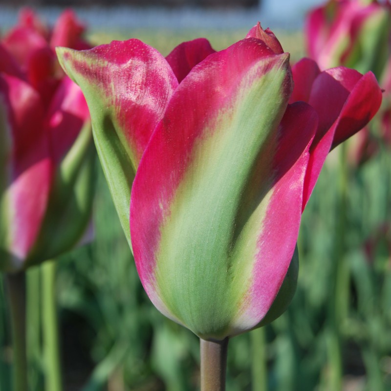 Tulipa 'Green Love'