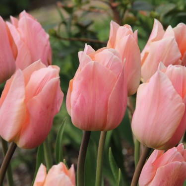 Tulipa 'Apricot Beauty'
