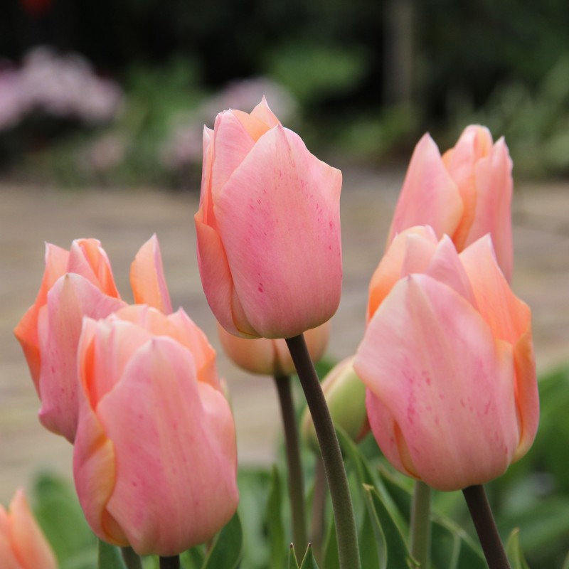 Tulipa 'Apricot Beauty'