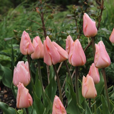 Tulipa 'Apricot Beauty'