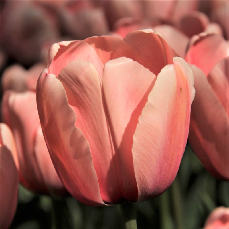 Tulipa 'Salmon Impression'