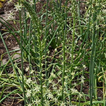 Ornithogalum pyrenaicum
