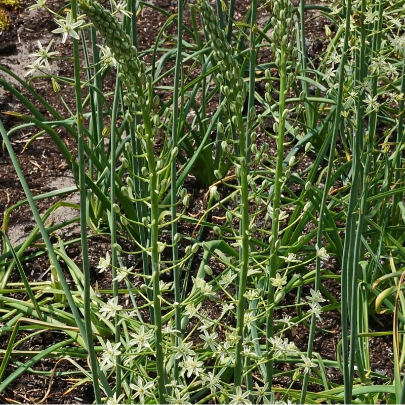 Ornithogalum pyrenaicum