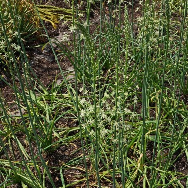 Ornithogalum pyrenaicum