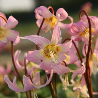 Erythronium x revolutum 'Rosy Wing'