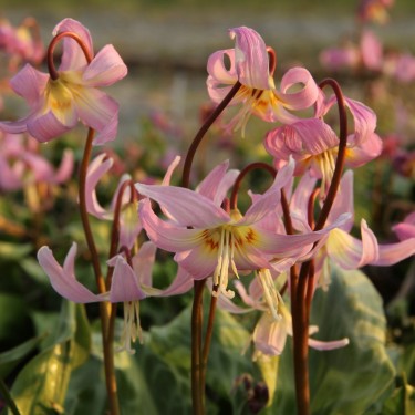 Erythronium x revolutum 'Rosy Wing'