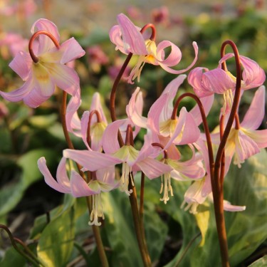 Erythronium x revolutum 'Rosy Wing'