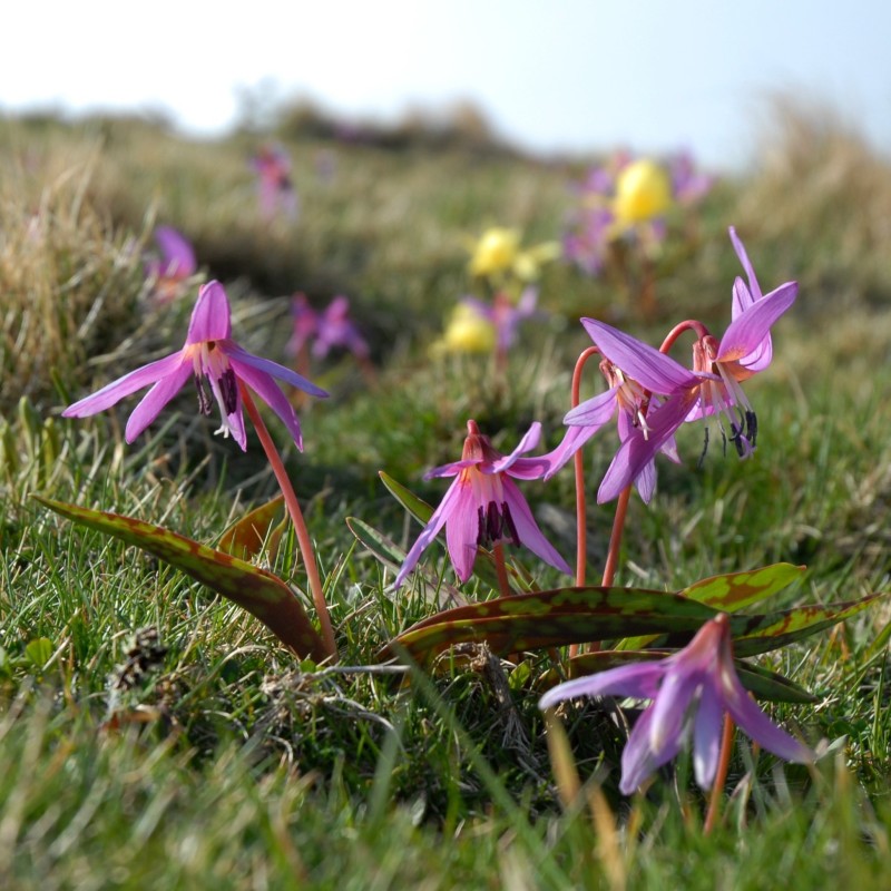 Erythronium dens-canis
