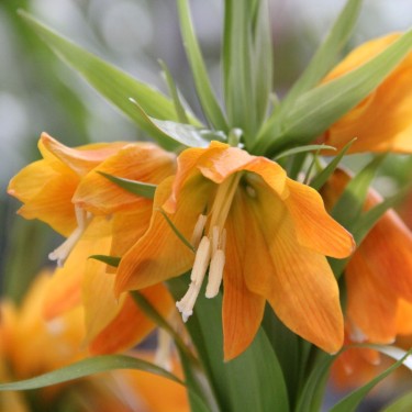 Fritillaria eduardii