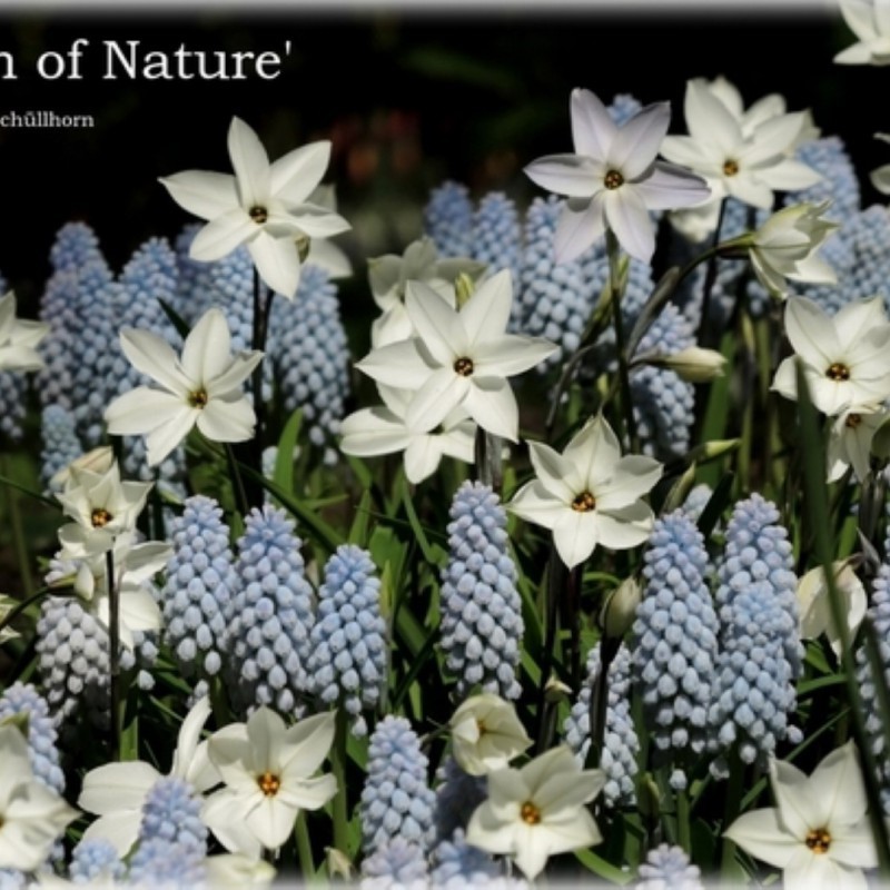 Breath of Nature - pakket-