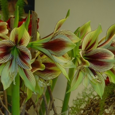 Hippeastrum 'Papilio'