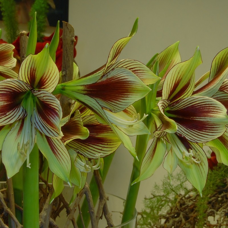 Hippeastrum 'Papilio'
