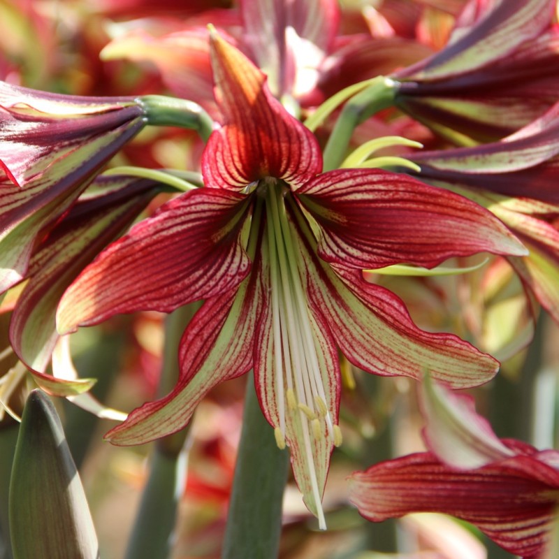 Hippeastrum 'Mystica'