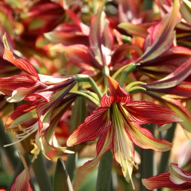 Hippeastrum 'Mystica'