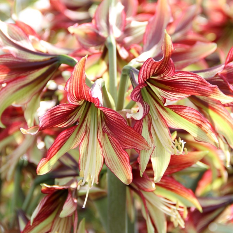 Hippeastrum 'Mystica'