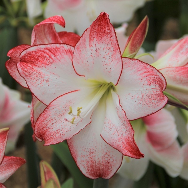 Hippeastrum 'Spotlight'