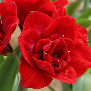 Hippeastrum 'Velvet Nymph'